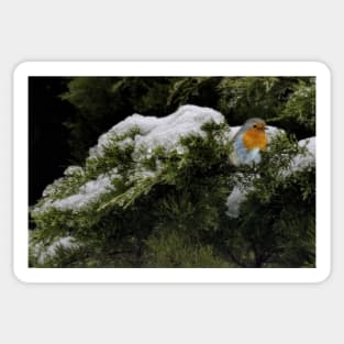 Robin in the winter Sticker